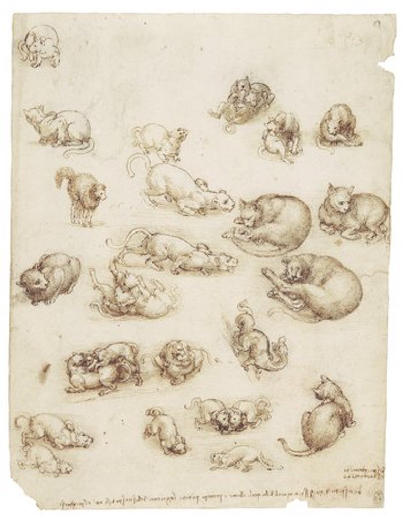 Cats, lions and a dragon, c.1517–18, black chalk, pen and ink, wash