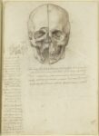 The skull sectioned, 1489, traces of black chalk, pen and ink