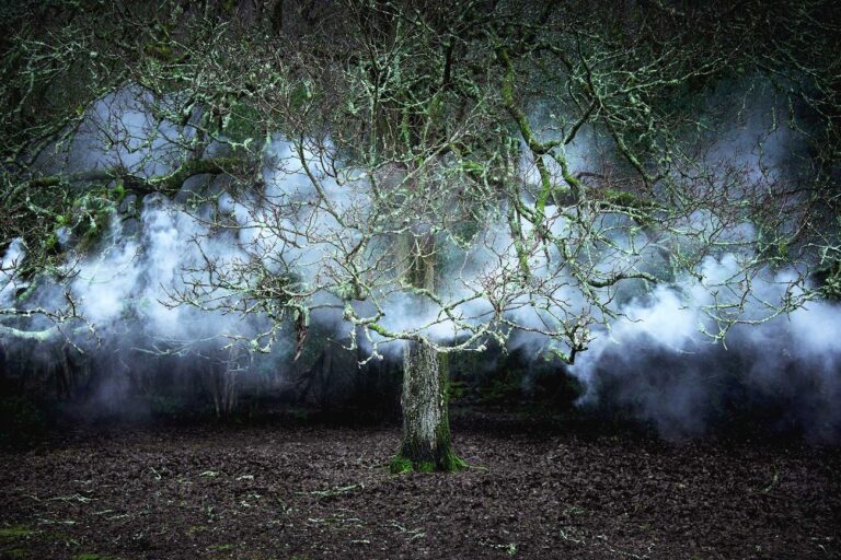 Ellie Davies, Between the Trees 11, 2014