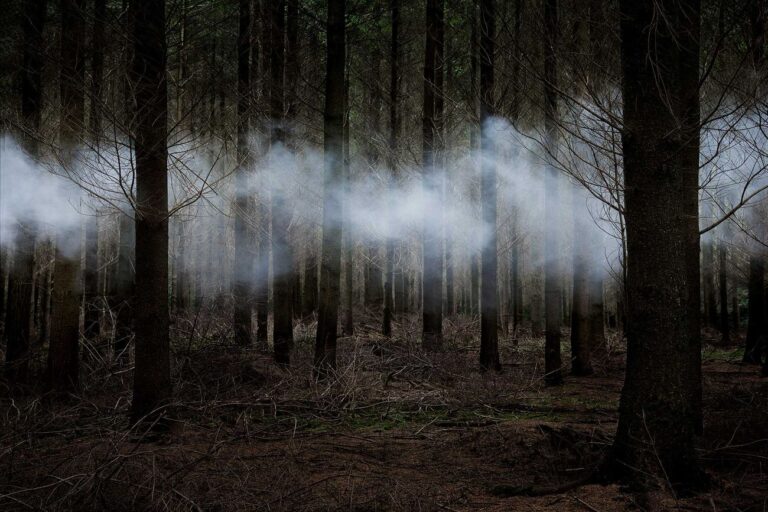 Ellie Davies, Between the Trees 6, 2014