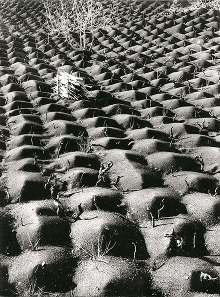 Fulvio Roiter, Coltivazione vite, Etna, 1953 © Archivio Storico Circolo Fotografico La Gondola Venezia