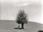 Fulvio Roiter, L'uomo e l'albero, 1950 © Archivio Storico Circolo Fotografico La Gondola Venezia