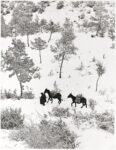 Fulvio Roiter, Norcia, Ombrie, Terre de Saint François, 1955 © Fondazione Fulvio Roiter