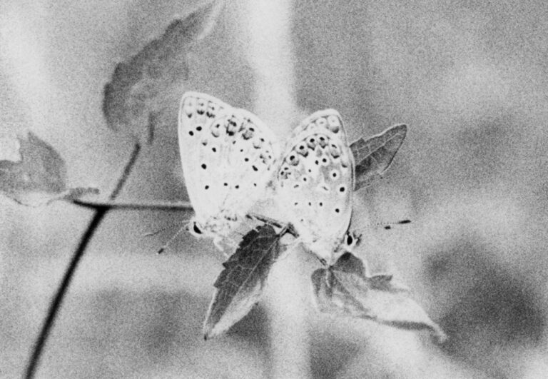 Jochen Lempert, Untitled (Bläulinge Lycaenidae), 2017, ® Jochen Lempert 2018