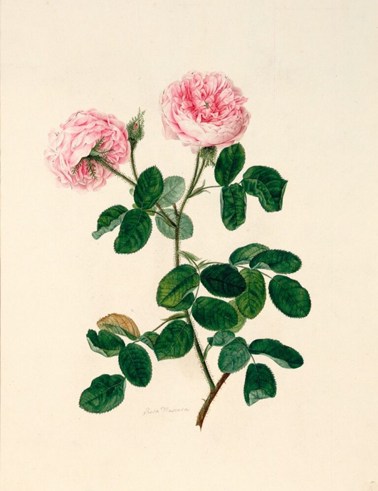 Johann Knapp, Rosa muscosa, 1800. Albertina Museum, Vienna