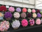 Chelsea Flower Show 2018