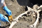 Scheletro schiacciato 10 Pompei: dal cantiere dei nuovi scavi emerge il corpo di un uomo travolto dall’eruzione del 79 d.C.
