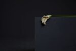 Giulia Marchi, La mort de Marat, 2016