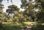 Orto Botanico, Palermo. Photo Delfino Sisto Legnani, 2017. Courtesy OMA