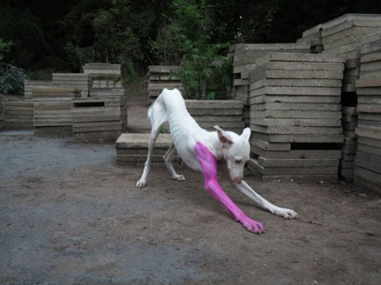 Pierre Huyghe, Untilled