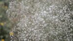 Laura Cionci, Il Giardino segreto, 2018. Still da video