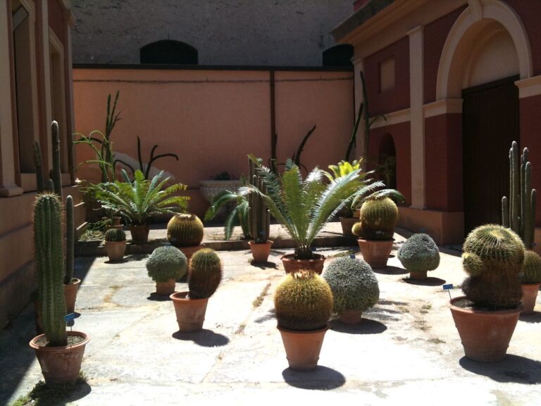 Palermo botanica. Orto Botanico. Photo Claudia Zanfi