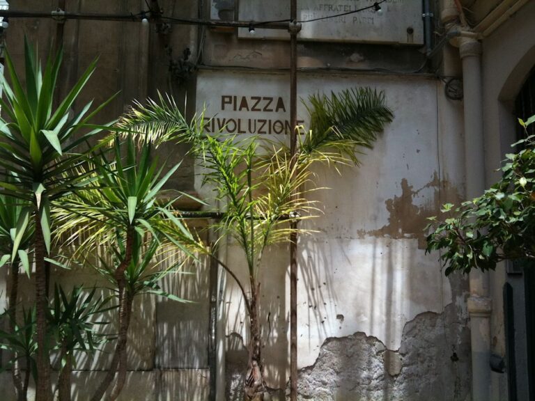 Palermo botanica. Palme in Piazza Rivoluzione. Photo Claudia Zanfi