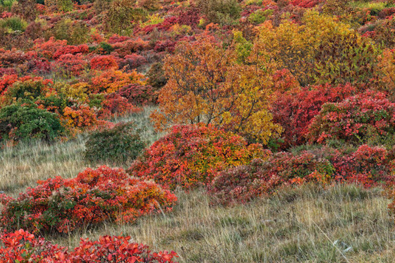 SEGNI 5 Land art in una riserva naturale del Carso goriziano. I monumentali segni rossi di Joshua Cesa