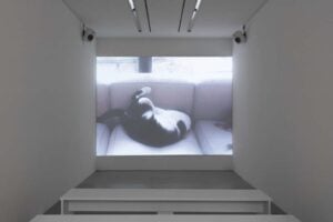 La mostra di Sophie Calle da Perrotin a Parigi è un tributo musicale al gatto defunto