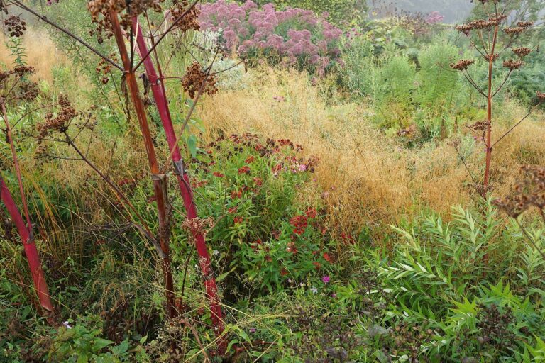 Piet Oudolf Gardens, Hummelo. Photo Claudia Zanfi