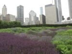 Piet Oudolf Gardens, Millenium Park, Chicago. Photo Claudia Zanfi