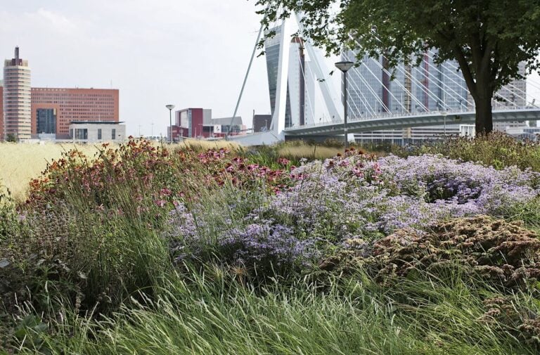 Piet Oudolf Gardens, Rotterdam. Photo Claudia Zanfi