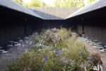 Piet Oudolf Gardens, Serpentine Pavillion, Londra. Photo Claudia Zanfi