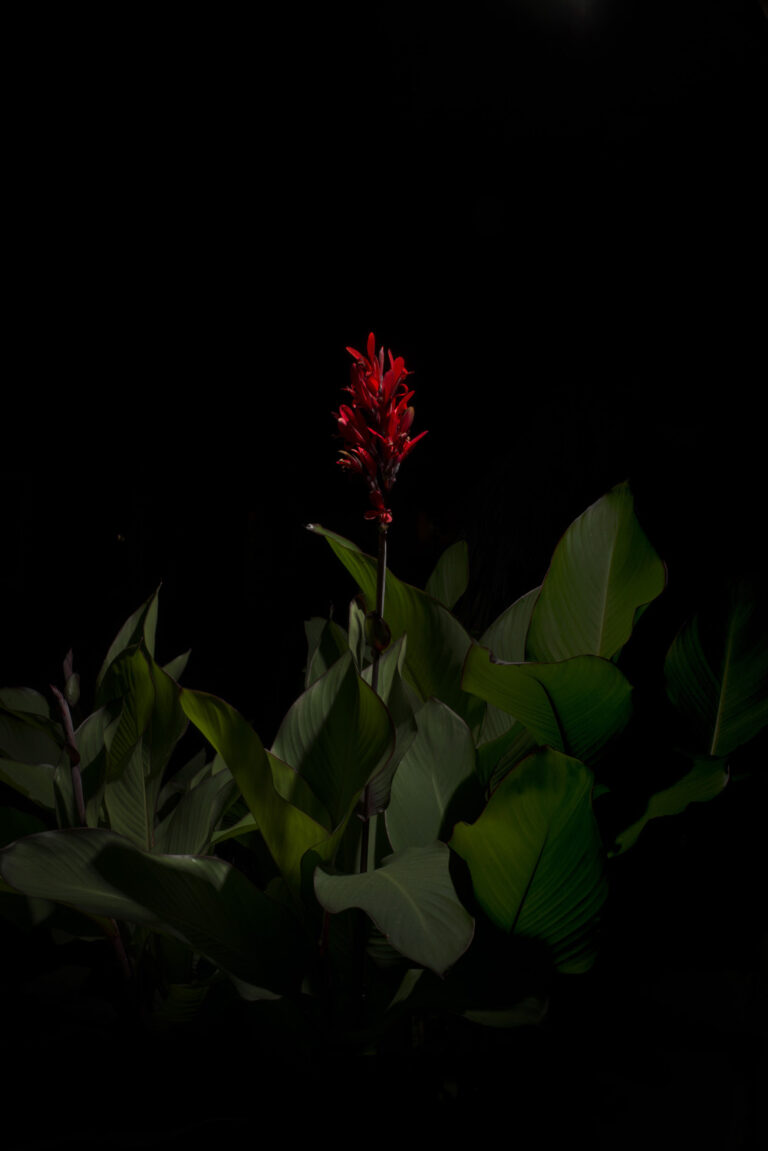 Giovanni Cocco, Plantarium, piccolo atlante botanico della Garbatella, 2018