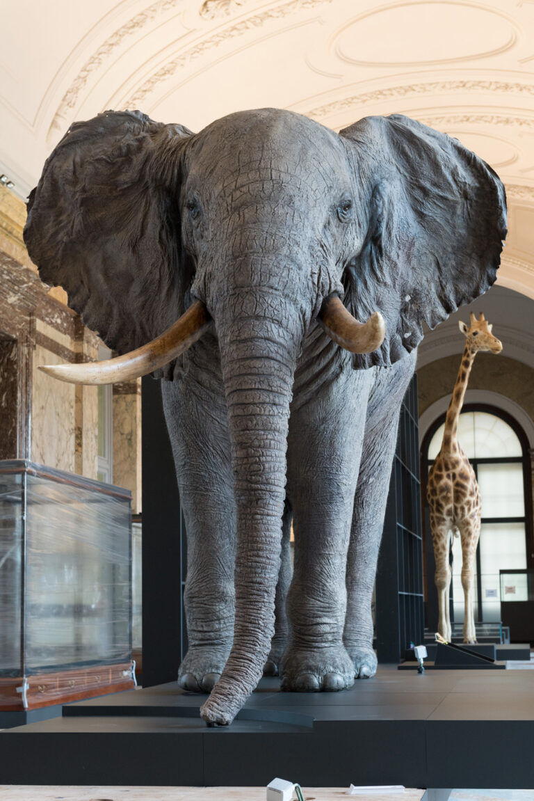 The mounted elephant in the gallery Landscapes and Biodiversity © RMCA, Tervuren, photo Jo Van de Vijver