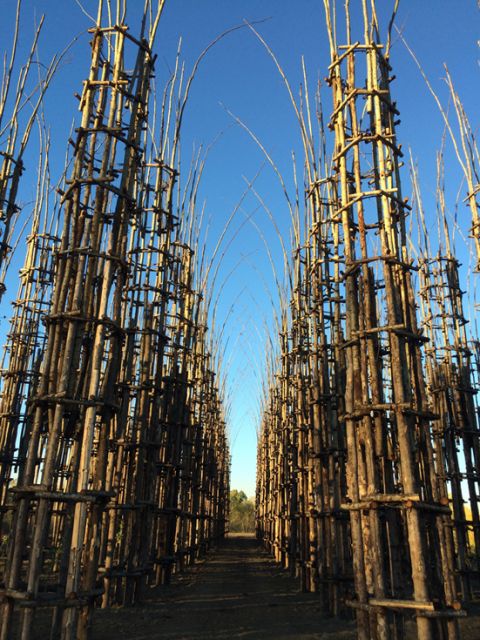 Cattedrale vegetale @ Ass. Giuliano Mauri