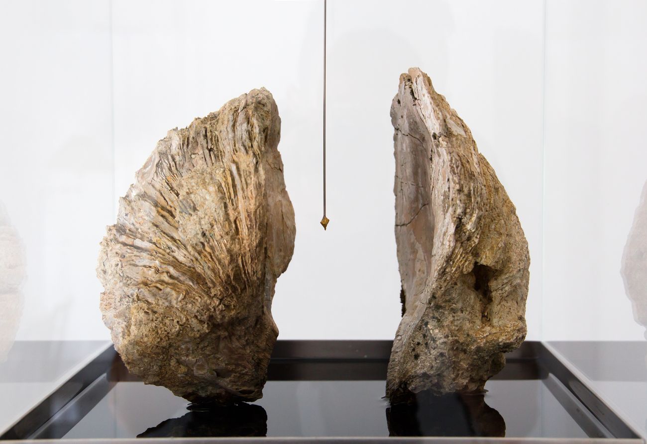 Christian Fogarolli, Stone of Madness. Leucotomia, 2017 (dettaglio). Courtesy Contemporary Art Collection Finstral, Bolzano