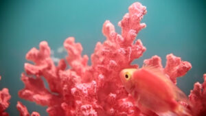 Pantone ha deciso. È il Living Coral il colore dell’anno 2019