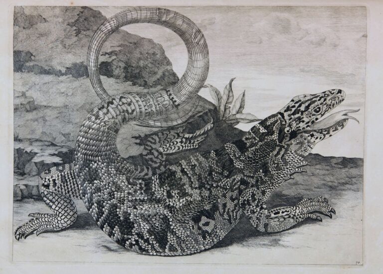 Maria Sibylla Merian, Gli insetti del Suriname, L’Aia, 1726. Modena, Biblioteca Estense Universitaria