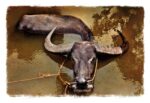 Salvo Galano, Bufalo d'acqua, Vietnam ® Salvo Galano