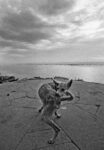 Ferdinando Scianna, Varanasi, 1972 © Ferdinando Scianna