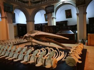 Musei nascosti. Il Museo Civico Emanuele Barba di Gallipoli