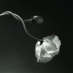 Robert Mapplethorpe, Poppy, 1988 © Robert Mapplethorpe Foundation. Used by permission