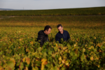 Ruinart, Vik Muniz, Reims, Vineyard, making of