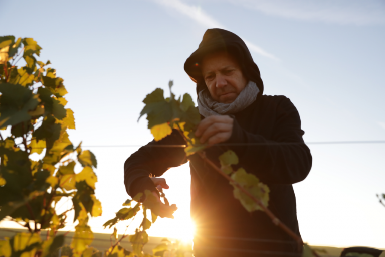 Ruinart, Vik Muniz, Reims, Vineyard, making of