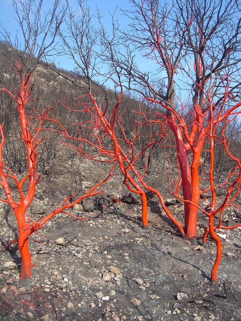 Carlo Massoud, Bloody Forest, photo Carlo Massoud