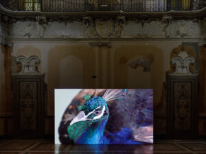 Ipervisualità. Sei opere di videoarte in un palazzo storico a Milano