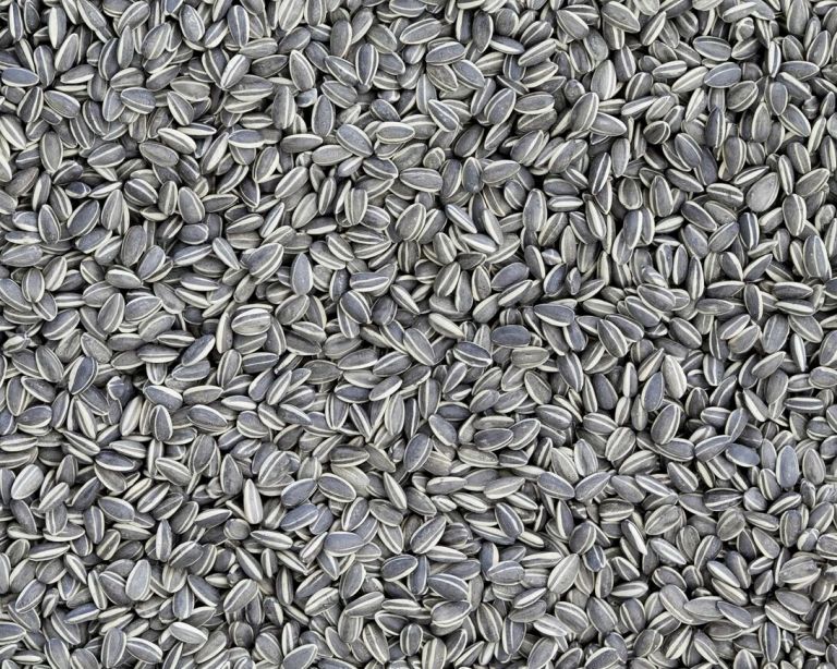 Ai Weiwei, Sunflower Seeds, 2010 (detail), Courtesy Ai Weiwei Studio