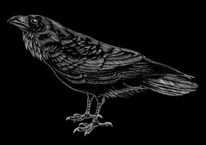 Stampa, grafica, illustrazione: The Raven è la mostra collettiva con 21 autori dalla Sardegna