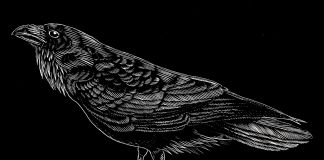 Andrea Casciu, Il Corvo, scratchboard, 2019