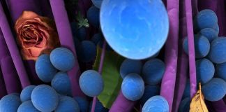 Aqua Aura, Sweet November 3, 2017-18