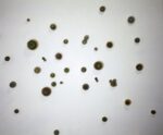 Carlo Dell'Acqua, Costellazioni (in cattività), 2002 2019, installazione, misure ambiente