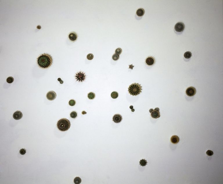 Carlo Dell'Acqua, Costellazioni (in cattività), 2002 2019, installazione, misure ambiente