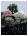 Salvatore Emblema, Alberi colorati, intervento di pittura ambientale, pigmenti e calce su alberi di pino. Photo credit Archivio Museo Emblema