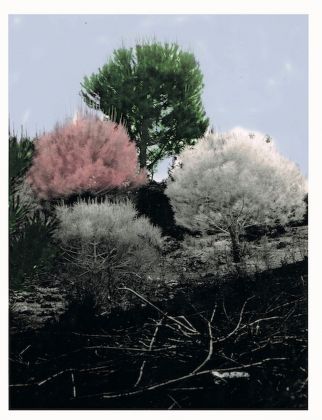 Salvatore Emblema, Alberi colorati, intervento di pittura ambientale, pigmenti e calce su alberi di pino. Photo credit Archivio Museo Emblema