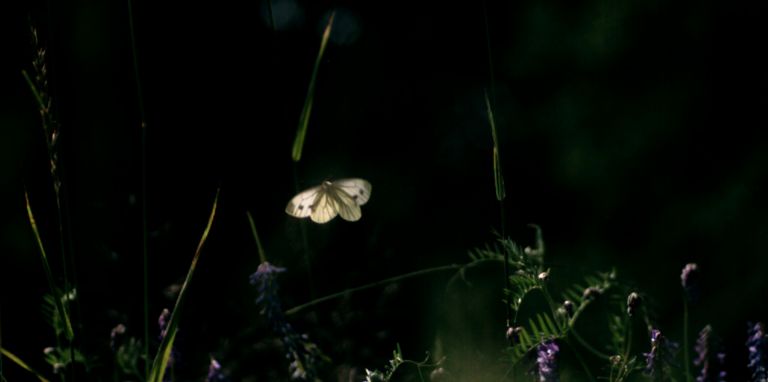 Henrik Håkansson, JULY.20,2004 (Pieris napi), 2005 - Courtesy Collezione Morra Greco, Napoli