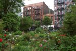 Community Gardens, New York. Photo Claudia Zanfi