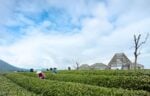 DnA, Bamboo Pavilion, Damushan Tea Plantation. Photo © Wang Ziling