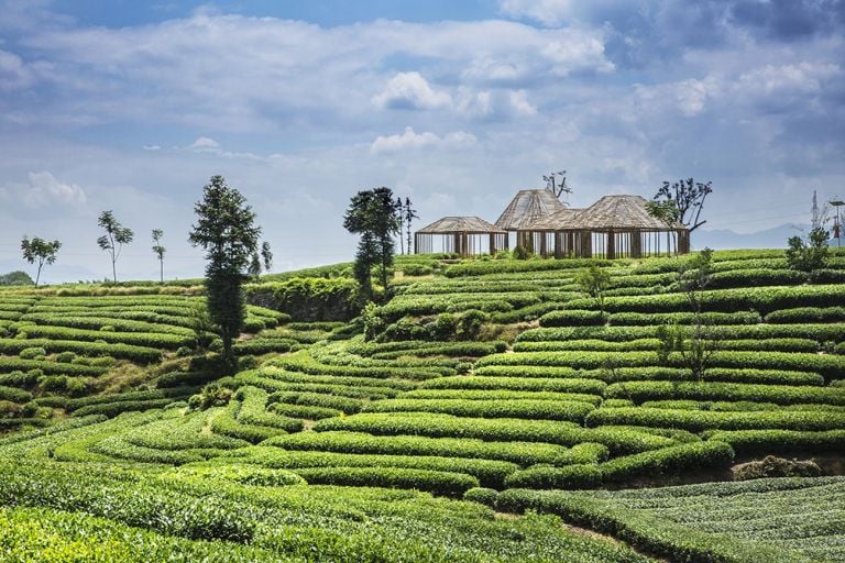 DnA, Bamboo Pavilion, Damushan Tea Plantation. Photo © Wang Ziling