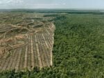 Edward Burtynsky, Clearcut #1, Palm Oil Plantation, Borneo, Malaysia, 2016 © Edward Burtynsky. Courtesy Admira Photography, Milano & Nicholas Metivier Gallery, Toronto